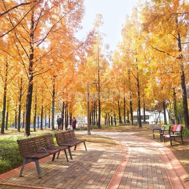 벤치,나무,tree,공원,은행나무,가을,계절,fall,autumn,season