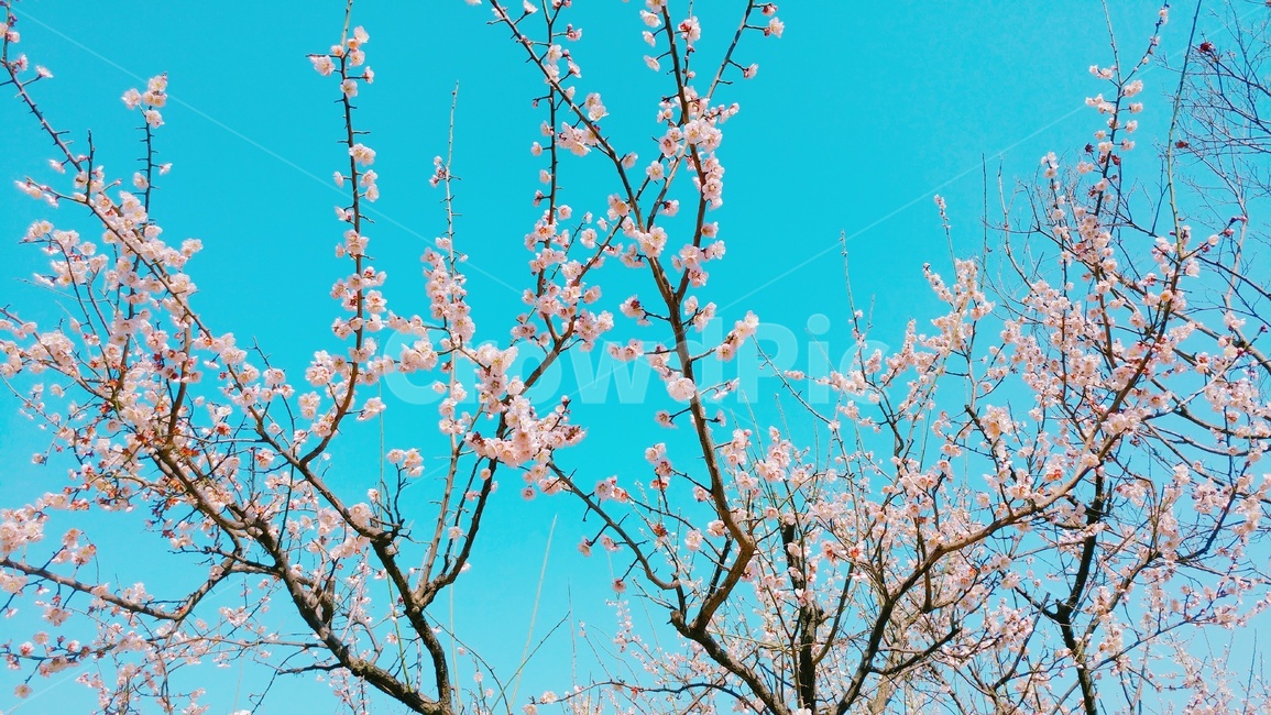 매화,매화꽃,봄꽃,봄,꽃,하늘,flower,plum,spring,sky,벚꽃,매화나무,식물,자연,nature