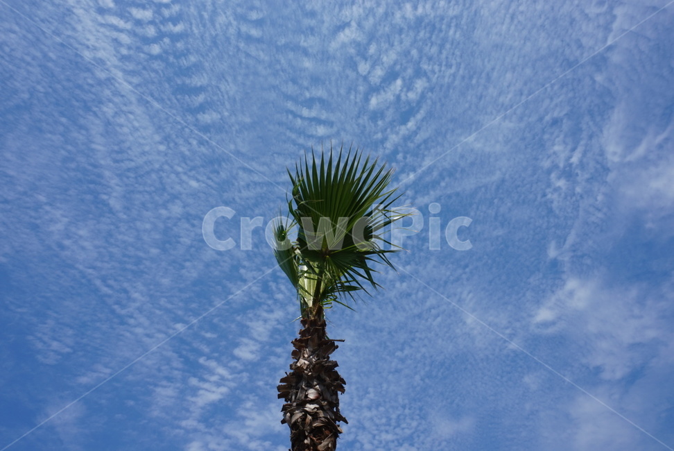 나무,하늘,tree,sky,풍경