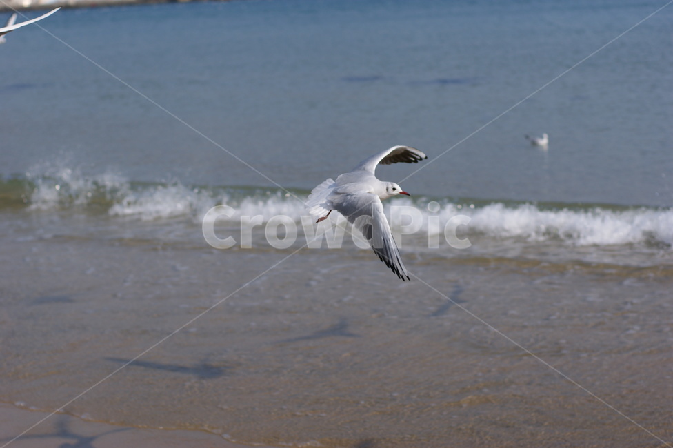 남해안,새,갈매기,seagull,birds,갈매기떼,새떼,파도,바다,모래,모래사장,해안,sea,따뜻한,감성,낭만,feeling,한국자연풍경,자연,풍경,nature,blue,조류,animal,날다,바닷가,자유,부산,landscape,sand,동물,animal,조류,새,birds