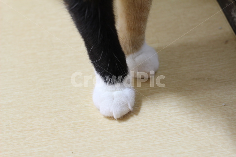 고양이,고양이발,양말,반려동물,귀여움,cat,동물,animal,포유류,mammal,고양이,cat,kitten,kitty