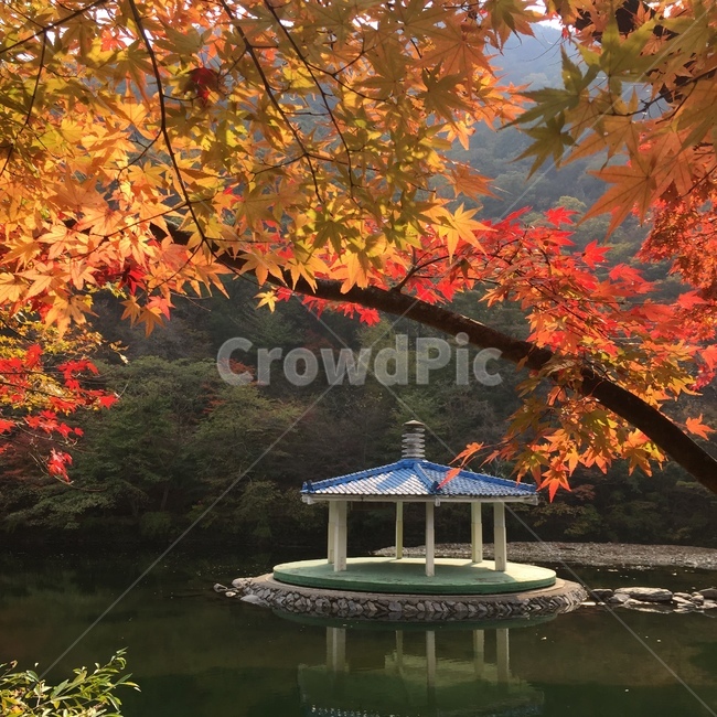 가을,계절,단풍잎,단풍,낙엽,단풍나무,정자,호수,식물,나무,잎