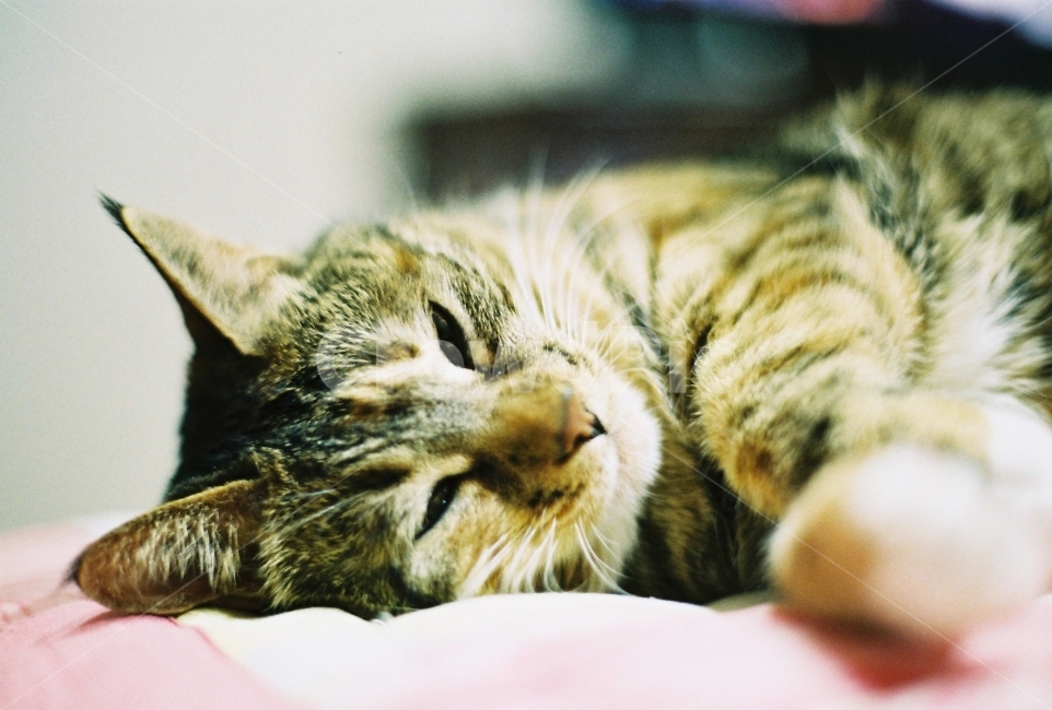 필름사진,고양이,반려묘,야옹이,냥이,동물,animal,포유류,mammal,고양이,cat,kitten,kitty,감성,sensible,feeling