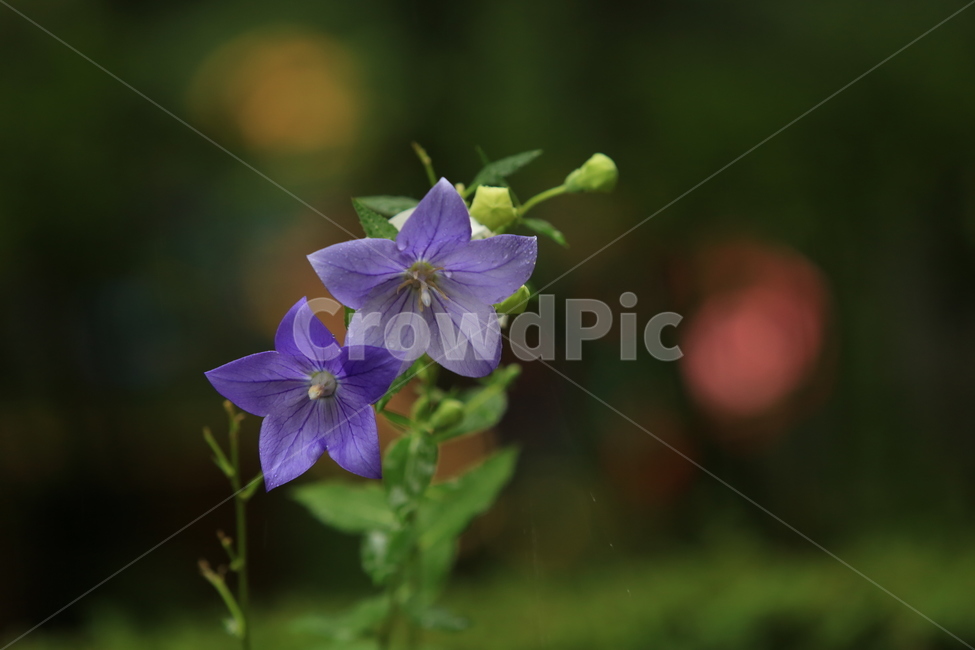 비,소경,풍경,비오는날,비오는소경,rain,식물,자연,plants,nature,꽃,flower