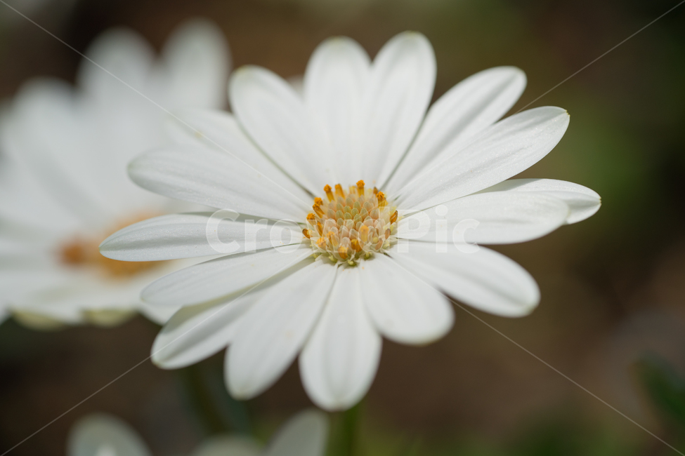 구절초,봄,꽃,봄꽃,자연,식물,근접,식물,자연,plants,nature,꽃,flower