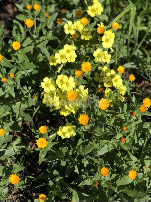 야생화,노란색,주황색,꽃,꽃밭,컬러,원색,자연색,풀밭,들판,flower,flora,pure,outdoor,yellow,orange,color,beautyofcolor,vivid,green
