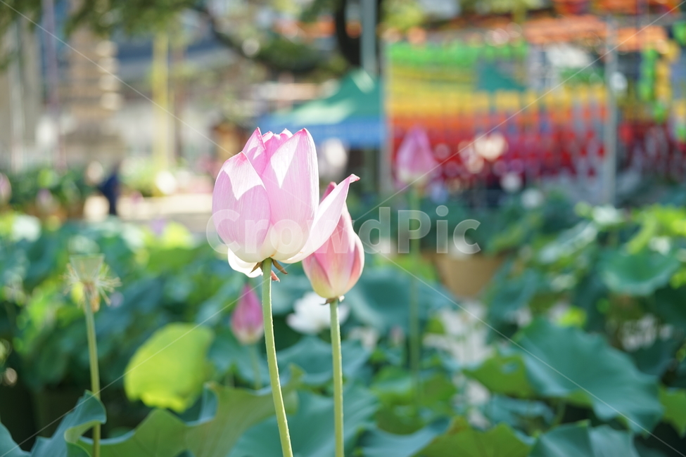 식물,flower,꽃,연꽃,조계사