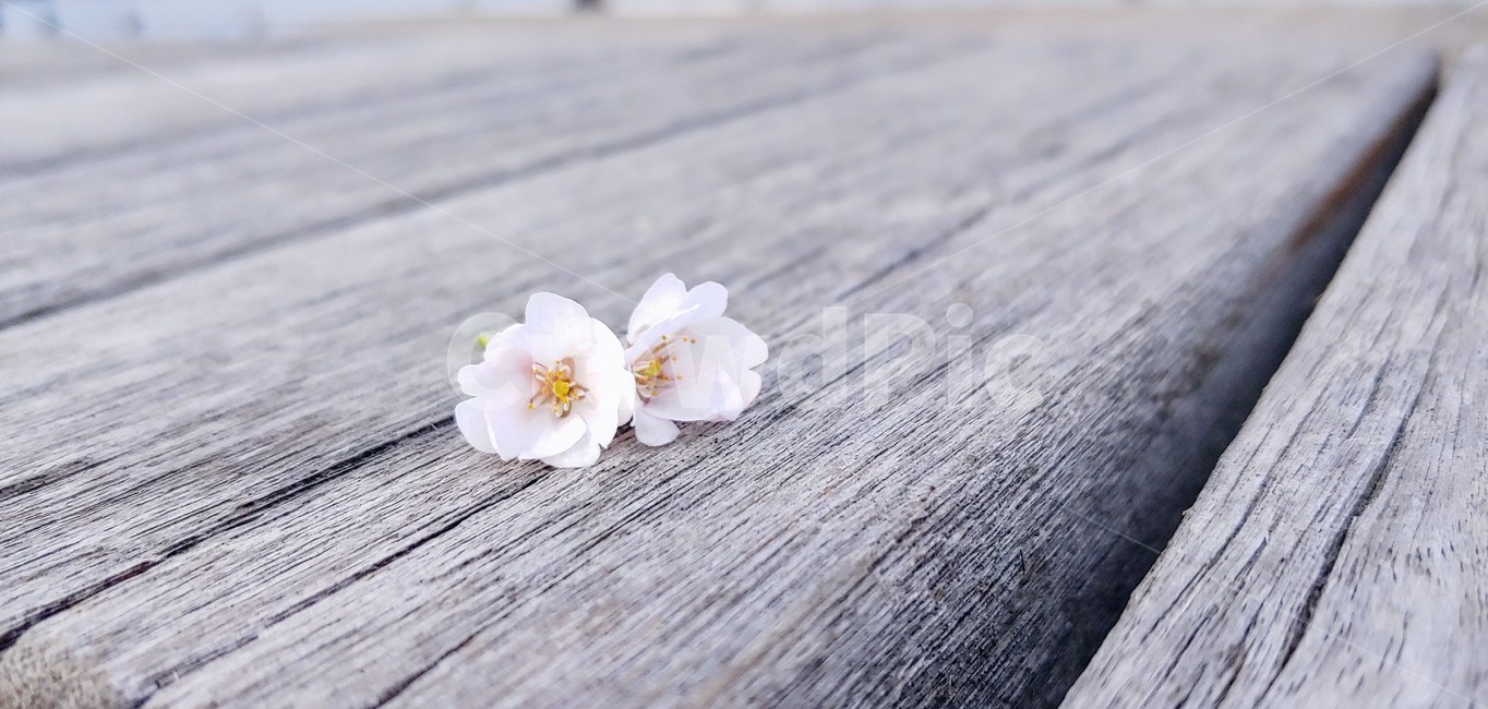 식물,꽃,벗꽃,의자,벤치,봄,봄,계절,spring,season,꽃,flower