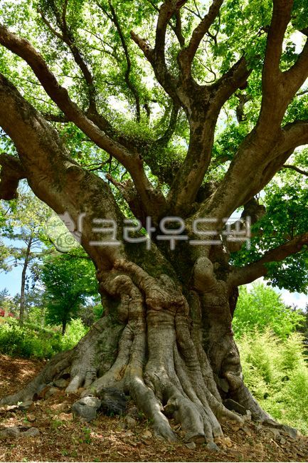 Hackberry,Gyeongnam,protected tree,natural monument,tree,Old giant tree,stump,Goseonggun