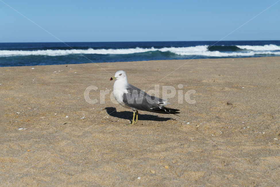 animal,동물,bird,새,seagull,갈매기,sea,sky,하늘,물,water,해안선,바다,자연,nature,옥외,ocean,해변,바다,beach,sea,동물,animal,조류,새,birds