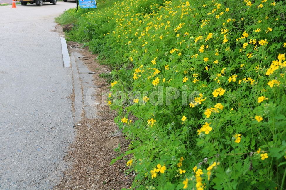 꽃,애기똥풀,애기똥풀꽃,식물,자연,야생회,들꽃,풀,양귀비과,씨아똥,젖풀,소야,노란꽃,노란색꽃