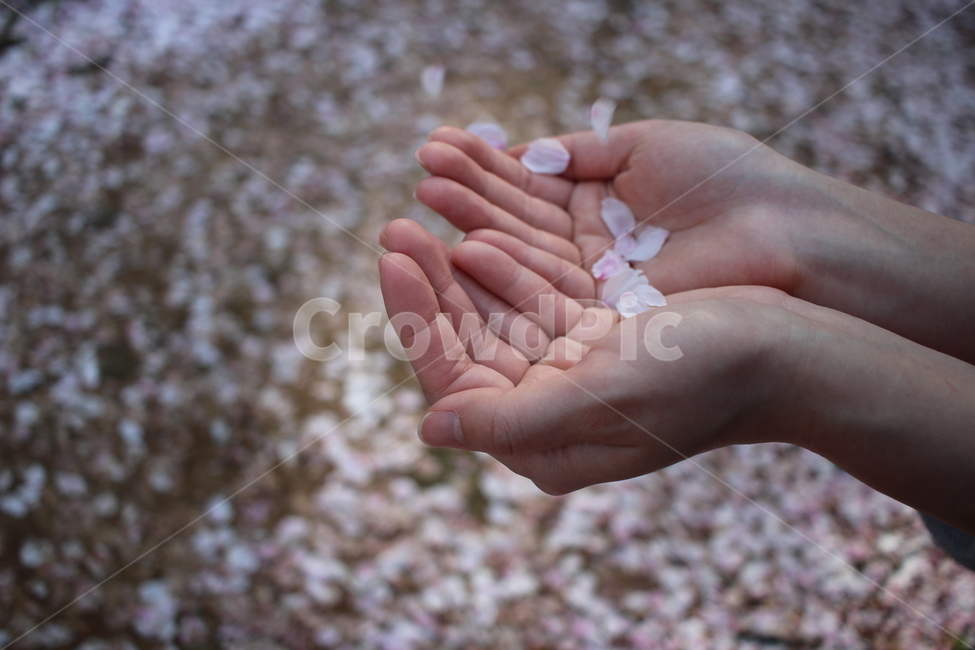 벚꽃,꽃,흩날림,봄,flower,벚꽃축제,계절