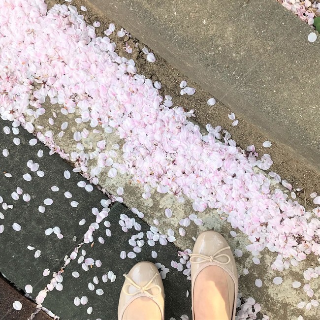 봄,벚꽃,벚꽃엔딩,햇살,분홍,봄바람,감성,분위기