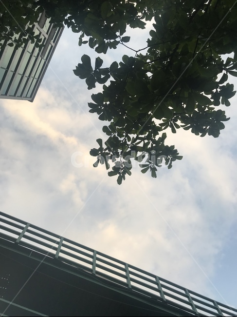 하늘,휴식,봄,평화,나무,자연,나뭇가지,살랑살랑,아름다운