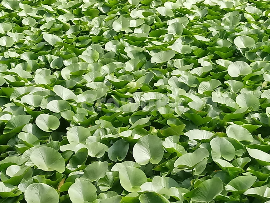 수련,다년생초본식물,수생식물,이판화,쌍자엽식물,자우련,waterlily