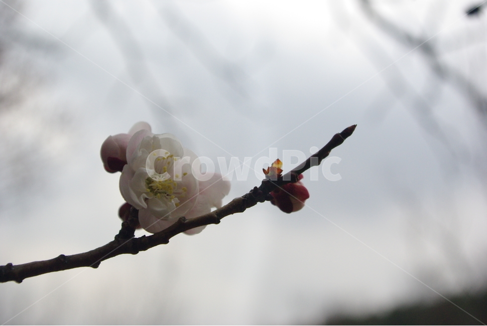 꽃,산수유,생화,축제,봄
