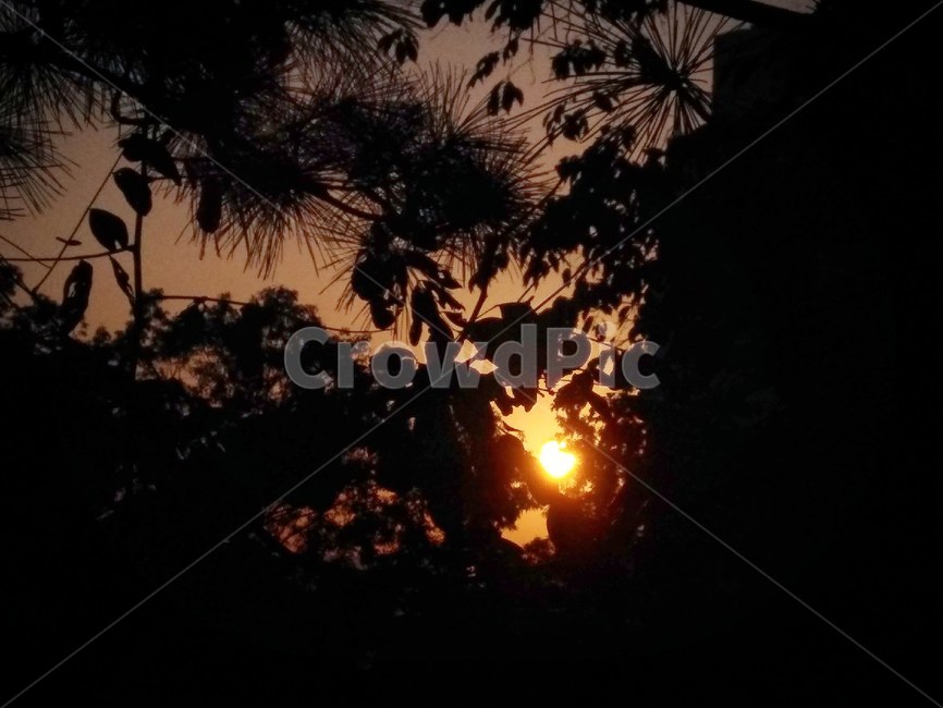 여명,하늘,노을,해돋이,식물,햇빛,sunlight,flare,빛,자연,잎