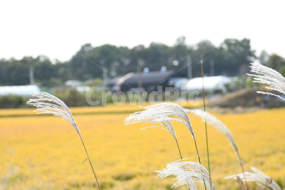 가을,갈대,들녘,풍년,벼,쌀,여유,풍경,가을,계절,fall,autumn,season,자연,풍경,nature,landscape,식물,plants,grass,잔디,plant