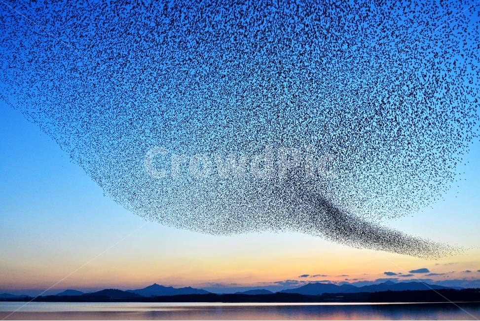 animal,동물,flock,대군,nature,자연,outdoors,옥외,고창,동림지,가창오리,가창오리군무,군무,황혼,노을,자연,풍경,nature,landscape