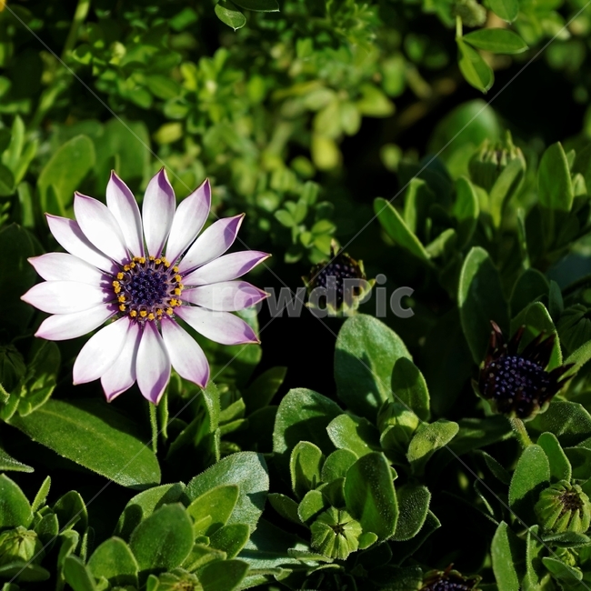 봄,정원,가드닝,원예,원예식물,화려,식물,꽃,garden,scent,healingbloom,colorful,floral,flower,gardenflowers,happymind,life,nature,plant,spring,healing,오스테오스펄멈,자연,아프리카원산,아프리칸데이지,Osteospermum,디모르포테카,데모루,오스테오스퍼멈