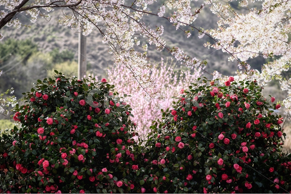 동백꽃,동백,핑크,봄,나무,식물,자연,plants,nature,꽃,flower