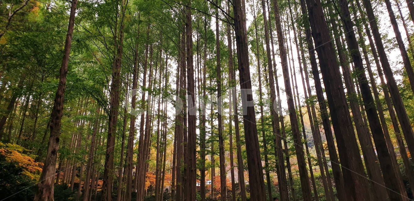 forest,nature,autumn,숲,자연,가을