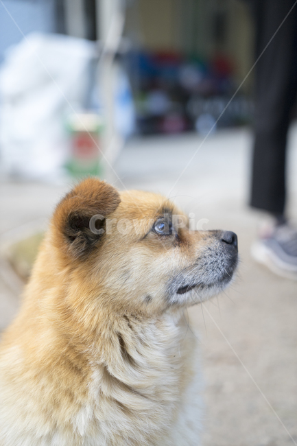 pet,dog,개,포유류,동물,animal,애완동물,동물,animal,포유류,mammal,개,강아지,dog,doggy