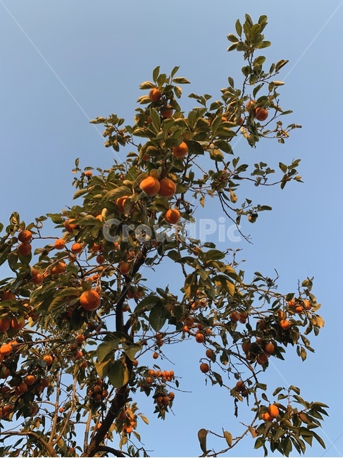 감나무,나무,식물,가을,계절,tree,fall,persimmon,과일,열매,fruit