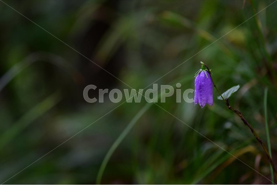 금강초롱꽃,야생화,식물,자연,꽃,생태,힐링,플라워,wildflower,flower,plants,nature,season,감성,느낌,emotion,feeling,여름,여러해살이풀,초롱꽃과,금강초록꽃속,자주색,식물,자연,plants,nature,꽃,flower