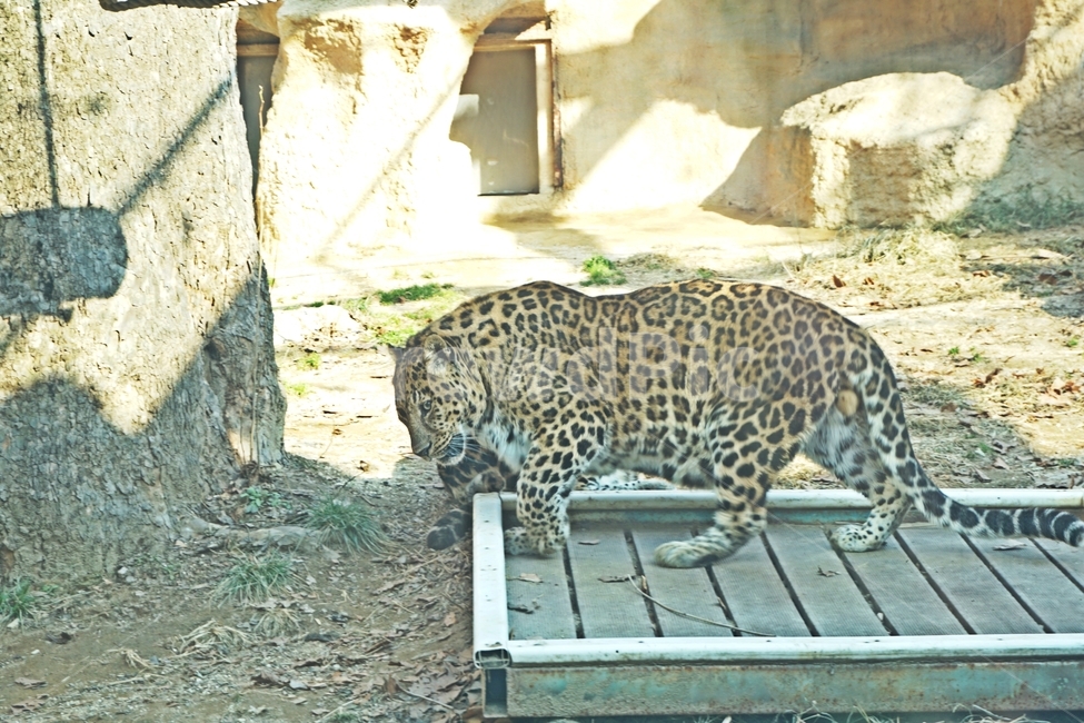 표범,고양이과,육식,동물,점,육식동물,animal,nature,animalpark,park,동물,animal,포유류,mammal