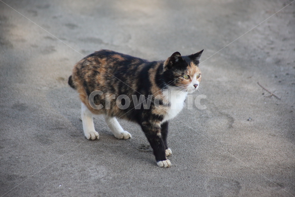 고양이,길냥이,야옹이,동물,cat,동물,animal,포유류,mammal,고양이,cat,kitten,kitty