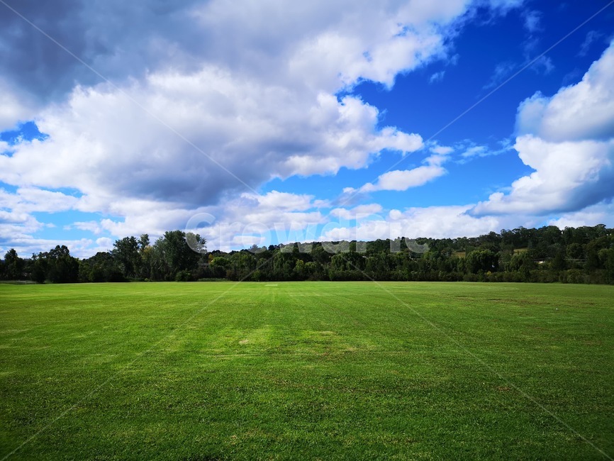 plant,식물,grass,잔디,자연,nature,aussielife