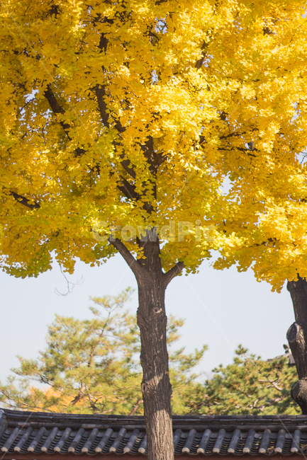 은행나무,은행잎,가을,자연,autumn,fall,ginkgo,yellow,은행,가을,계절,fall,autumn,season,tree,나무,plant,식물,tree trunk,나무 줄기