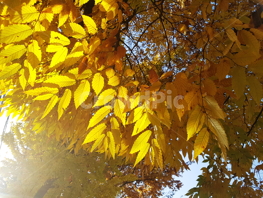 단풍,가을,단풍잎,나무,나뭇잎,잎,식물,leaf,plant,tree,가을,계절,fall,autumn,season,나무,trees,wood