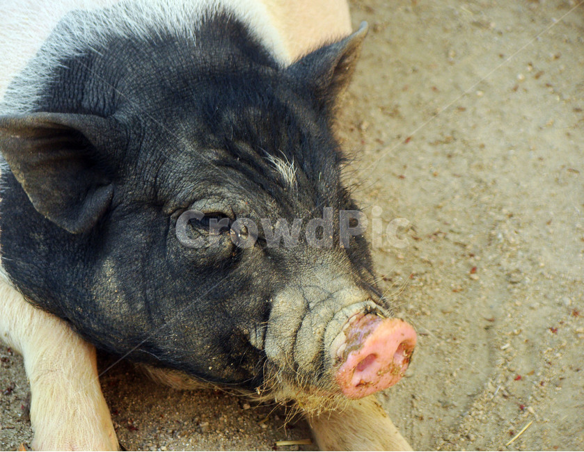 동물,돼지,pig,동물원,animal,동물,animal,포유류,mammal