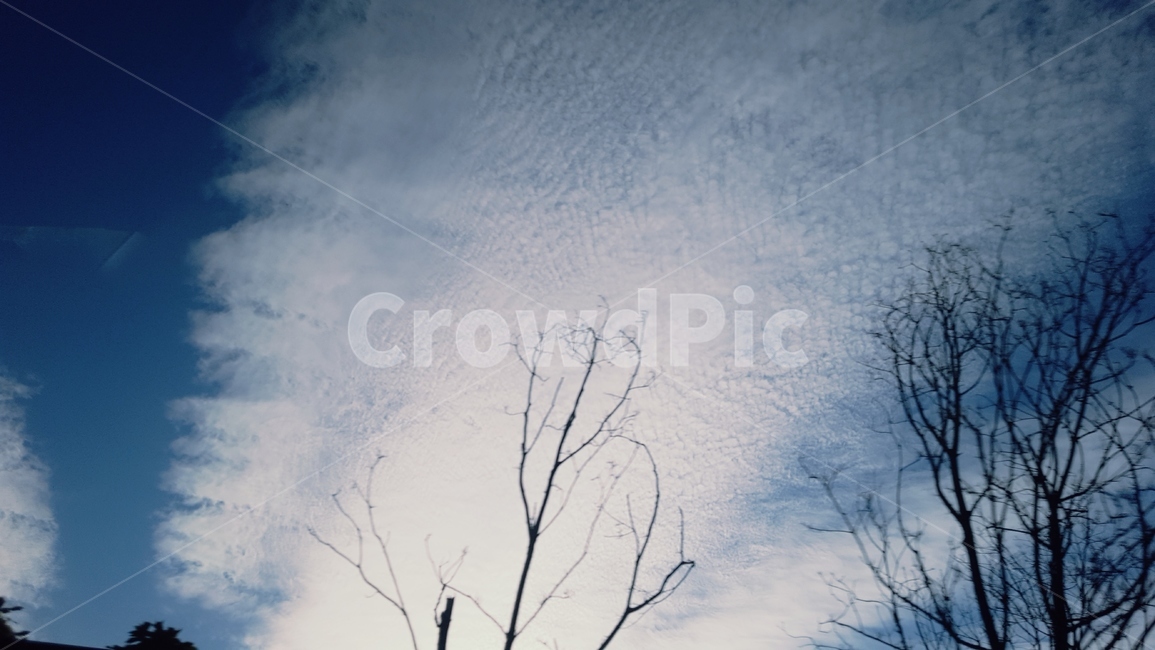 구름,나무,하늘,나뭇가지,화창,sky,cloud,tree,sunny,cloudtree,bluesky,우연,낮,자연,풍경,nature,landscape,plant,식물
