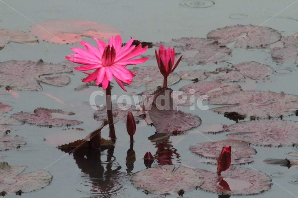 연,수련,수생식물,꽃,waterlily,식물,자연,plants,nature,꽃,flower