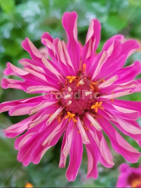 백일홍,초롱꽃목,국화과,한해살이풀,꽃,flower,식물도감,plant,beautiful,zinniaelegans,개량,식물,순수,pure,감성,꽃줄기,총포조각,7월,순결,핑크,퍼플,속씨식물,쌍떡잎,들꽃,illustrated plant book,꽃잎,내화피,암술,꽃밥,화관,갈래꽃,통꽃,수분,花冠,petal,內花被,외화피,꽃가루,충매화,돌려나기,방사대칭,양성화,화엽,꽃대,식물,자연,plants,nature,꽃,flower