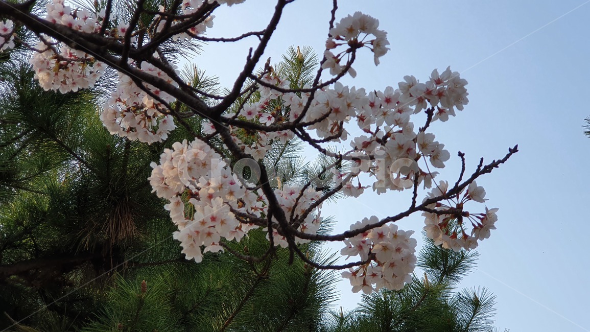 봄,벚꽃,벚꽃나무,접사,핑크,분홍,사쿠라,봄,계절,spring,season,plant,식물,flower,꽃,blossom,cherry blossom