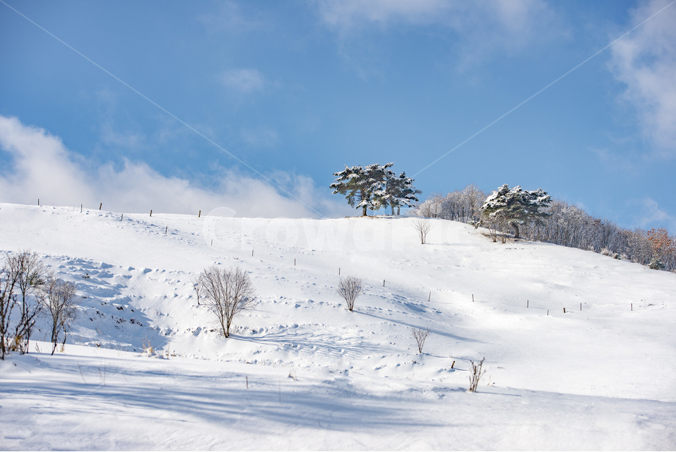 설경,패상초원,내몽고몽골,겨울,초원,설국,nature,tree,outdoors,겨울,계절,winter,season,자연,풍경,nature,landscape