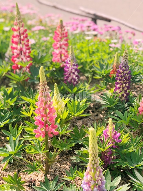 꽃,flower,식물,루피너스,lupinus,식물,자연,plants,nature