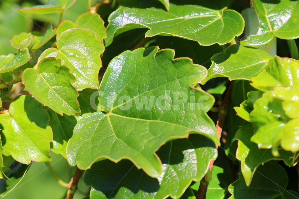 담쟁이덩굴,덩굴,식물,포도과,나무,자연,풍경,넝쿨,담쟁이,식물,자연,plants,nature