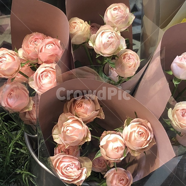 꽃,분홍색,장미,분홍장미,분홍꽃,초록,배경,rose,로즈,선물,아름다운,송이,여러송이,장미여러송이