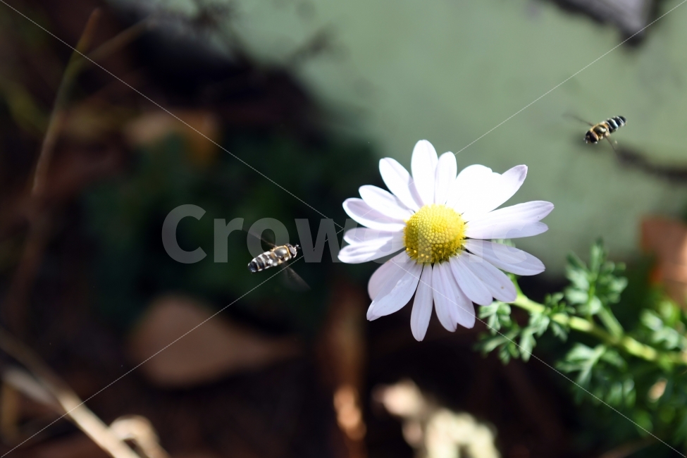 순간포착,꽃,벌,식물,가을꽃,풍경,식물,자연,plants,nature,꽃,flower,동물,animal,곤충,벌레,insect,bug