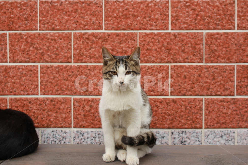 고양이,길냥이,통영,동피랑,봄,무지