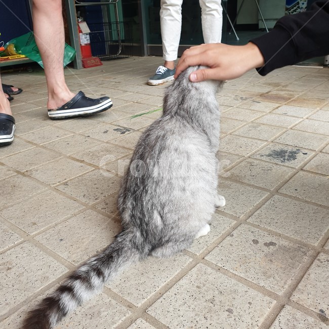 고양이,반려묘,동물,길고양이,집사