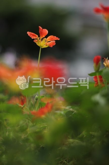 한련화,잎,꽃,식물,주황색꽃,flower,blossom