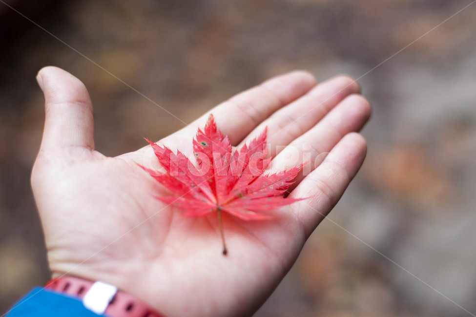 단풍,가을,가을산행,등산,단풍잎,가을,계절,fall,autumn,season,자연,풍경,nature,landscape,plant,식물,leaf,잎