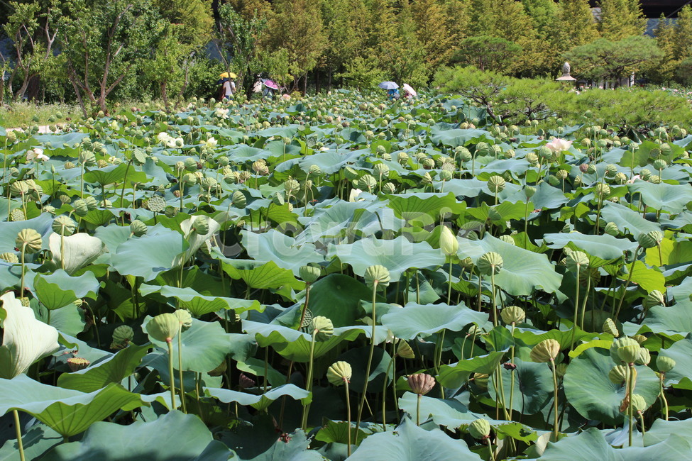 연잎,연꽃,부처님오신날,연밭,자연,초록,잎,잎사귀,green,lotus,lotusleave,leef,nature,식물,자연,plants,nature