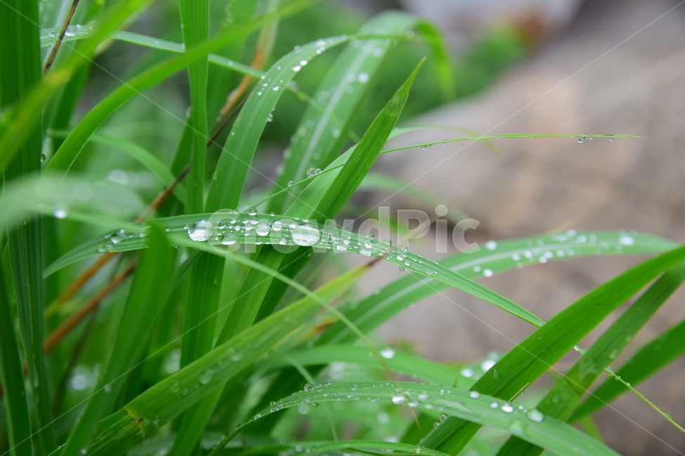 풀잎,빗방울,초록잎,초록,물방울,빗물,식물,자연,녹색,plants,nature,green
